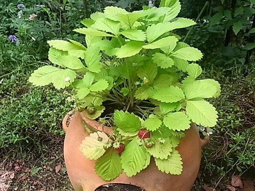 黄金葉のワイルドストロベリー 夢うつつ